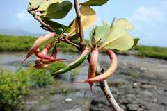 Aegiceras corniculatum